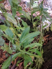 Hylotelephium telephium fabaria