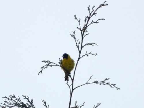 Black-headed Siskin (Spinus notatus), photo 2