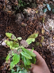 Hylotelephium telephium fabaria
