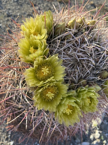 iNaturalist observation photo of California Barrel Cactus