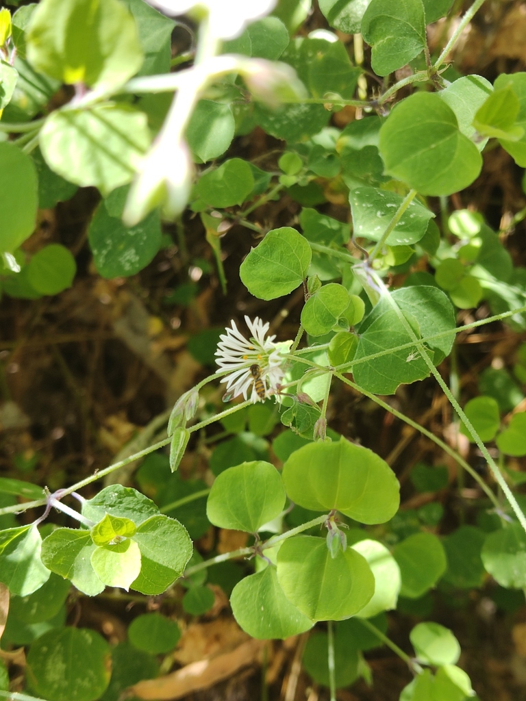 Drymaria excisa