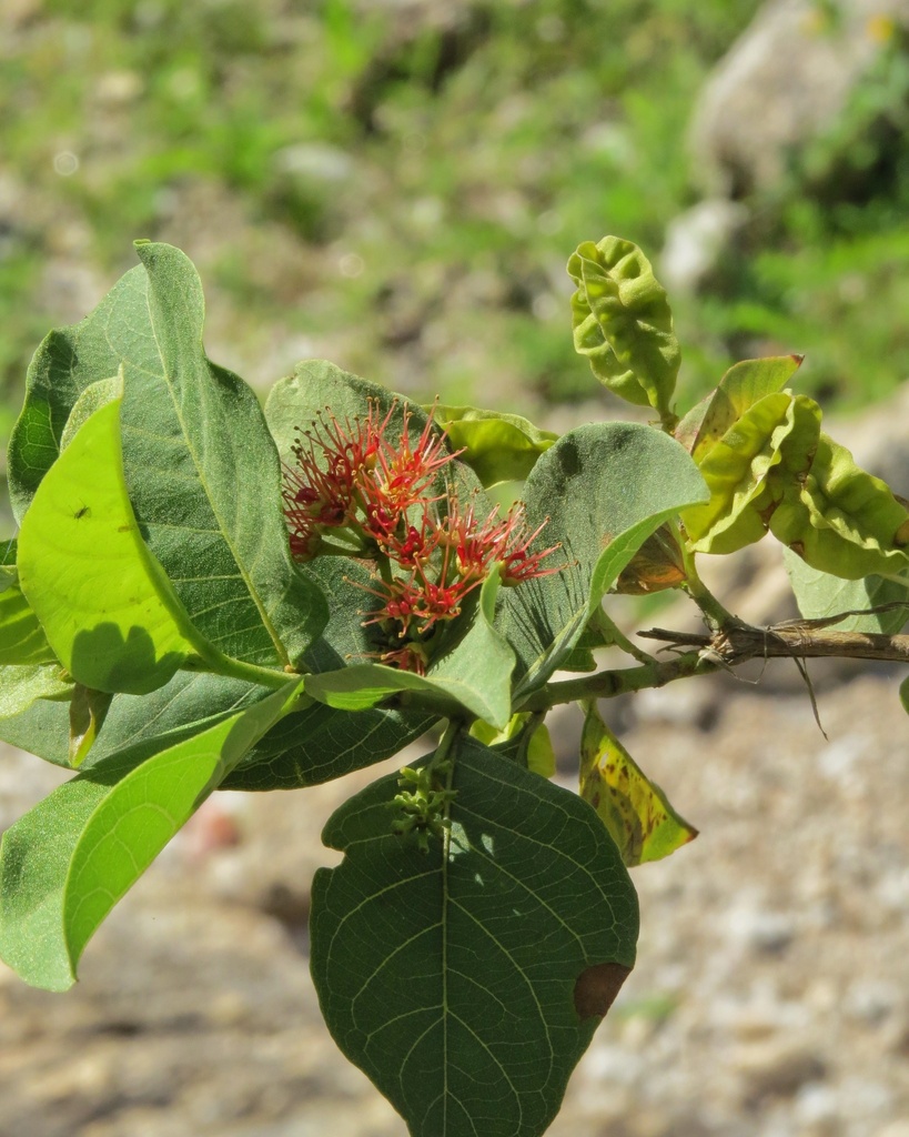 Combretum duarteanum