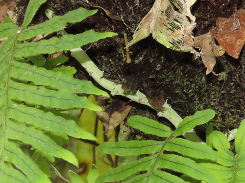 Goniophlebium formosanum, photograph 3