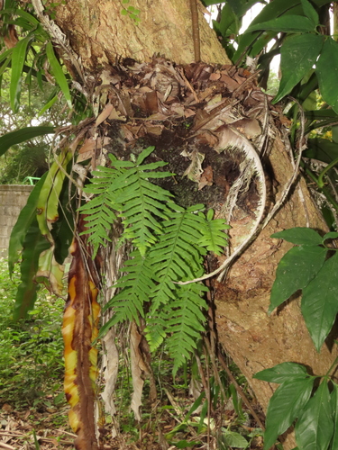 Goniophlebium formosanum, photograph 2