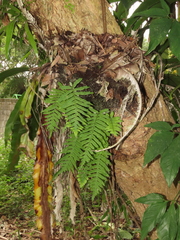 Goniophlebium formosanum, photograph chiuluan, CC BY, iNaturalist via GBIF
