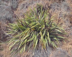 Phormium