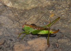 Orchelimum silvaticum