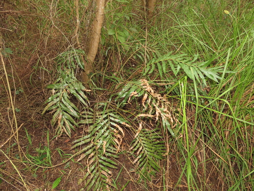 Plenasium banksiifolium (Plenasium banksiifolium)