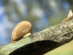 Poronidulus conchifer image