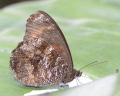 Panyapedaliodes