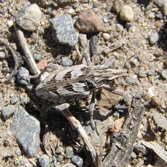 Coniocleonus excoriatus