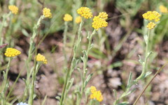 Helichrysum aureonitens