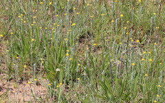 Helichrysum aureonitens