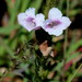 Graderia scabra - Photo (c) Ricky Taylor, algunos derechos reservados (CC BY-NC)