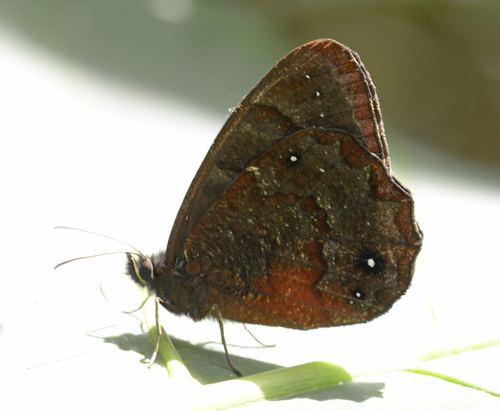 Mariposas sátiras oscuras