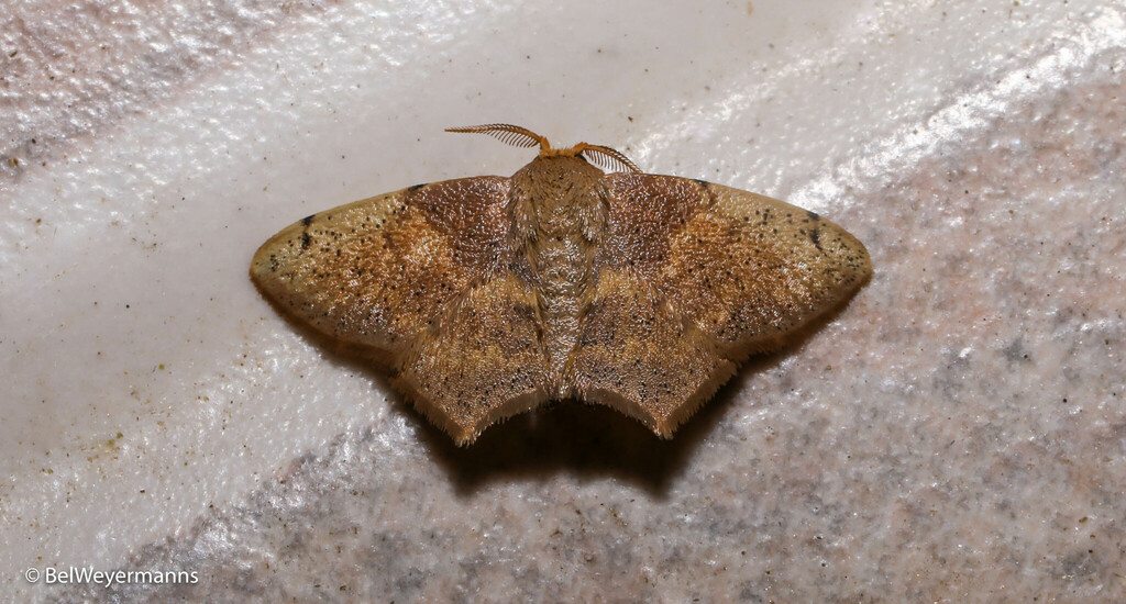 Zaphanta acuta