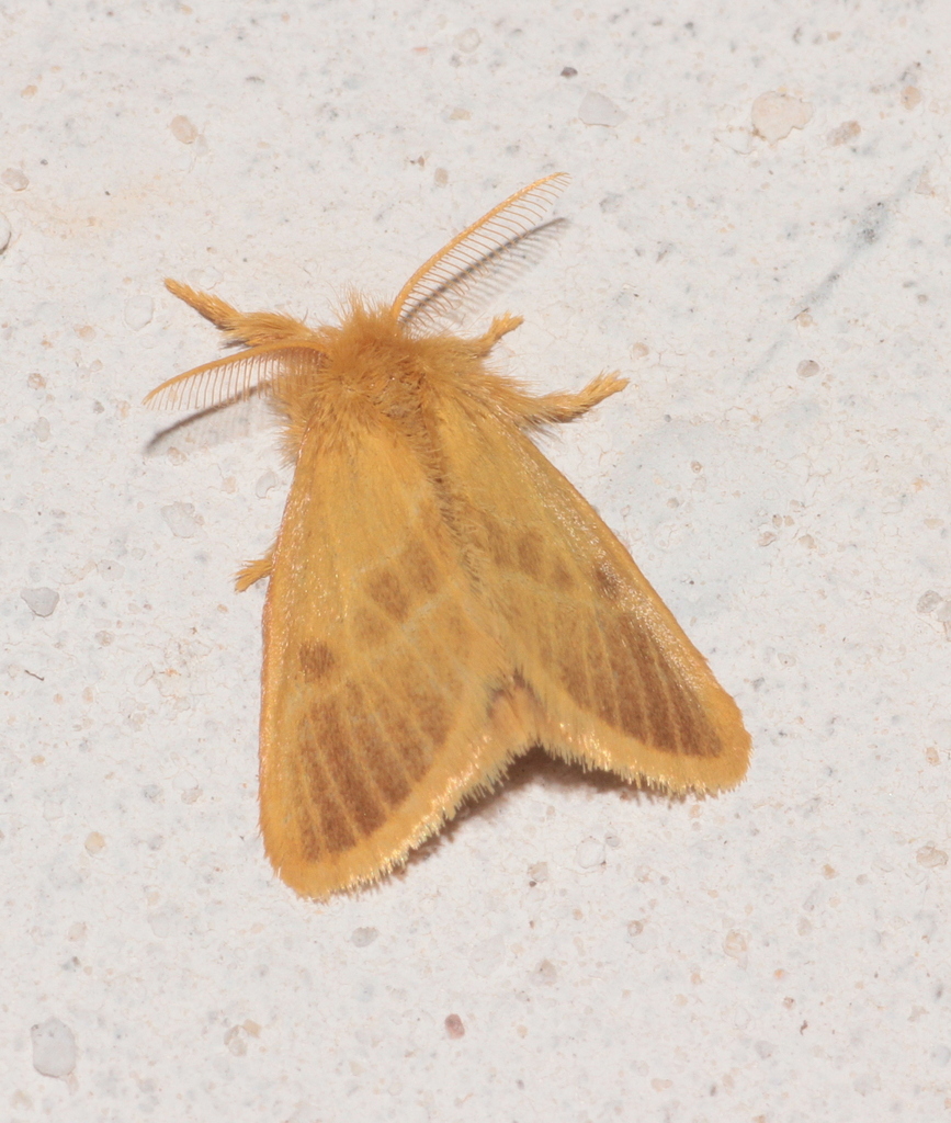 Euproctis chrysophaea