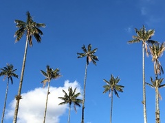 Ceroxylon quindiuense