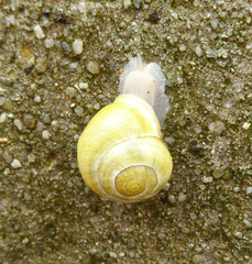 Cepaea hortensis
