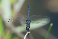 Celithemis verna