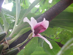 Lycaste virginalis