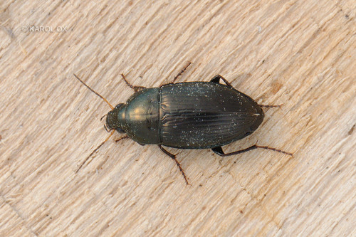 behúnik široký (Amara similata)