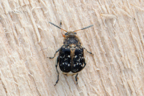 zrniarka bôbová (Bruchus rufimanus)