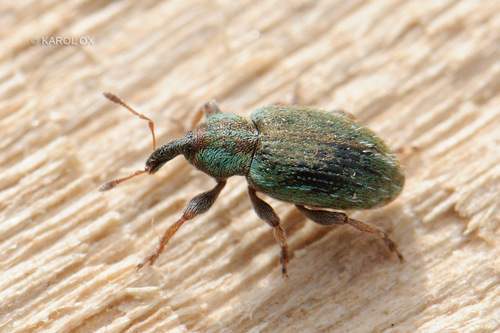 tvrdoň ďatelinový (Hypera nigrirostris)