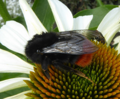 Bombus
