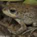 Arabian Toad - Photo (c) 2011 Todd Pierson, some rights reserved (CC BY-NC)