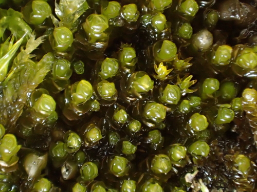 Marsupella emarginata