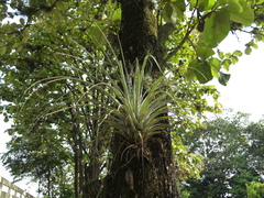 Tillandsia limbata