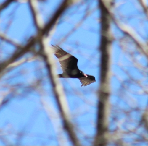 Turkey Vulture photographed in Rhode Island