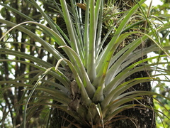 Tillandsia limbata