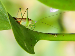 Conocephalus ictus