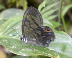 Pseudohaetera mimica