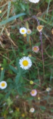 Erigeron karvinskianus image