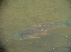 Prochilodus lineatus
