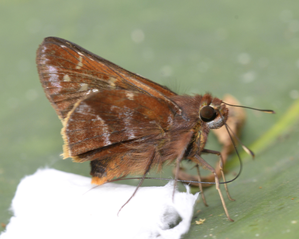 Tihoneta Skipper