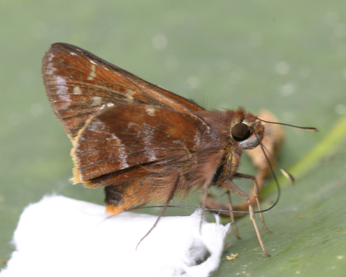Tihoneta Skipper
