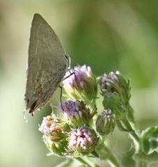 Strephonota tephraeus