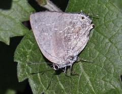 Strephonota tephraeus