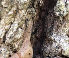Camponotus novogranadensis