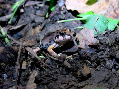 Leptodactylus macrosternum
