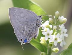 Strephonota tephraeus