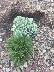 Antennaria aromatica