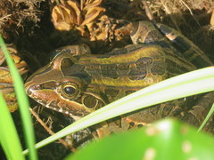Leptodactylus luctator