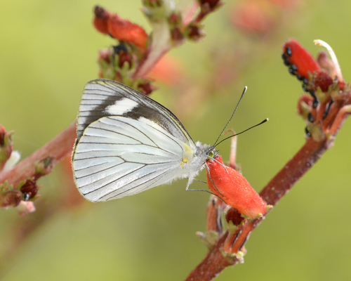 Leptophobia philoma