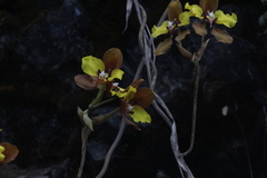 Cyrtochilum macranthum