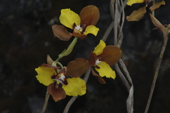Cyrtochilum macranthum